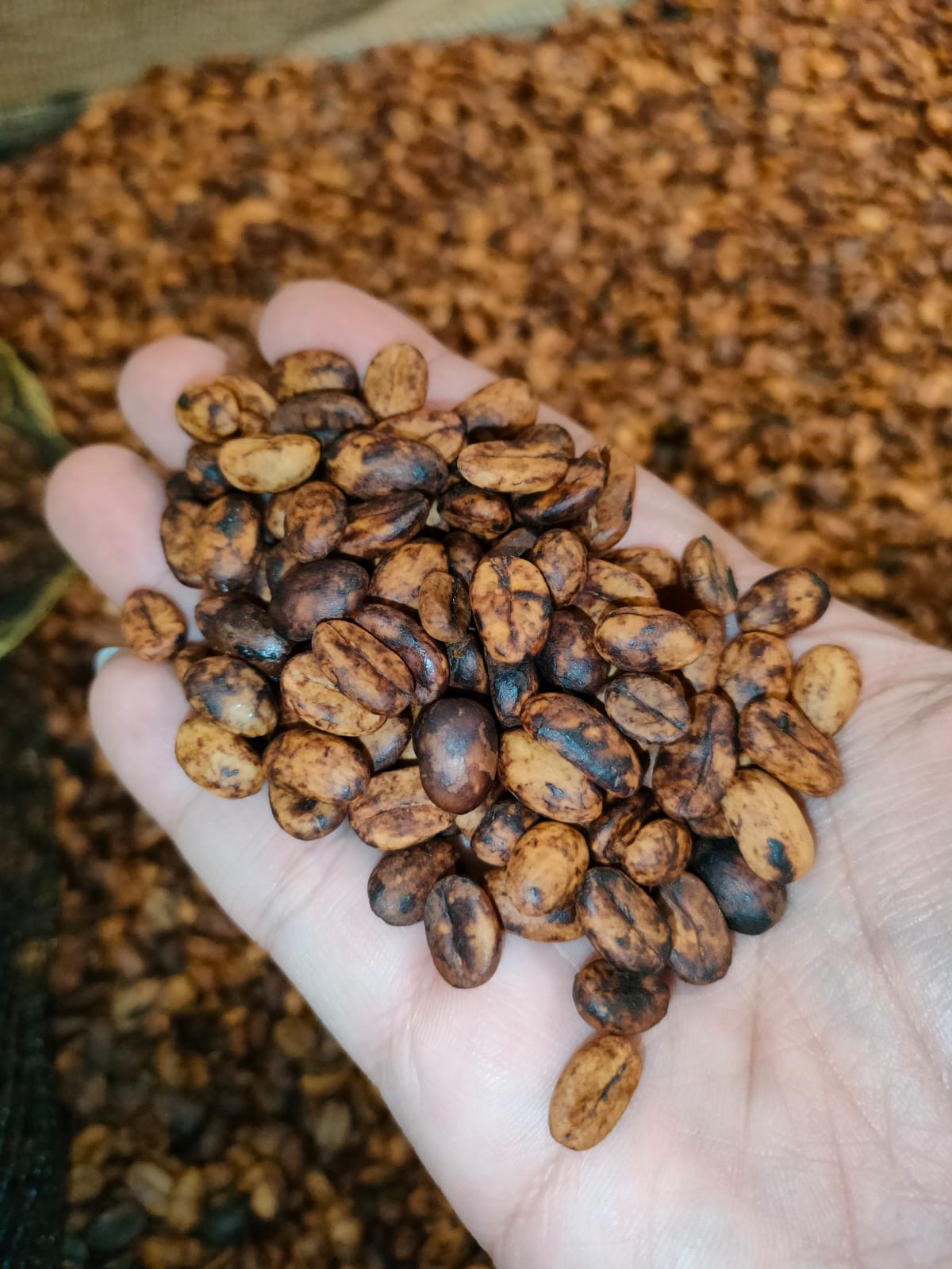 Green Beans Gayo, lintong, Mandheling moist 12%